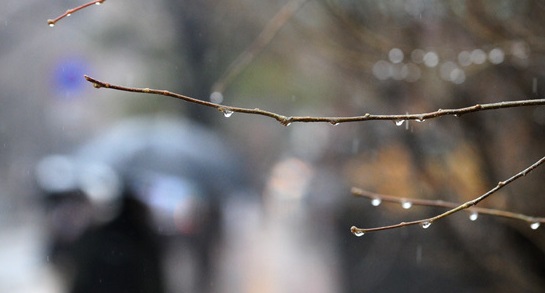 전국적으로 겨울비가 내린 날 서울 중구 정동에서 사람들이 우산을 쓴 채 길을 걷는 가운데 나뭇가지에 빗방울이 맺혀 있다. (자료사진)