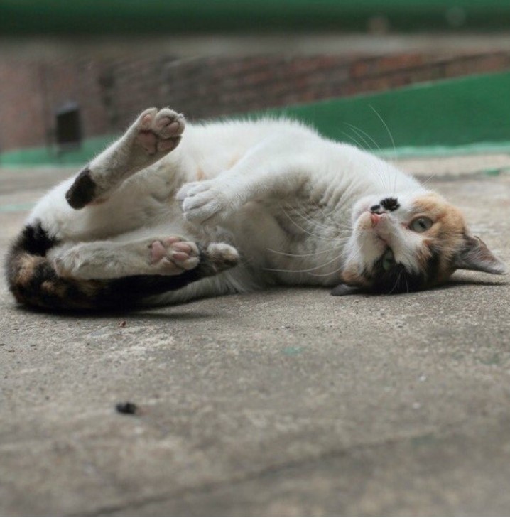 김하연 길고양이 사진작가가 찍은 '먼로' (저작권이 있는 사진입니다. 무단으로 도용하지 마십시오.)