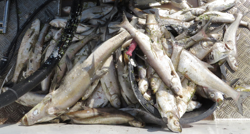대구지방환경청, 낙동강 물고기 폐사 감추다 ‘들통’