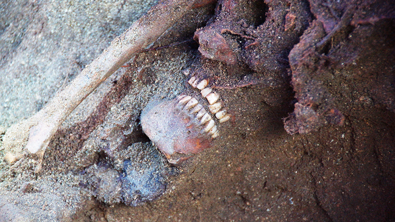지난해 3월 발굴에서 67년 만에 세상밖으로 나온 피학살자 유골.