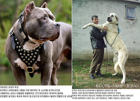 개전투력 순위