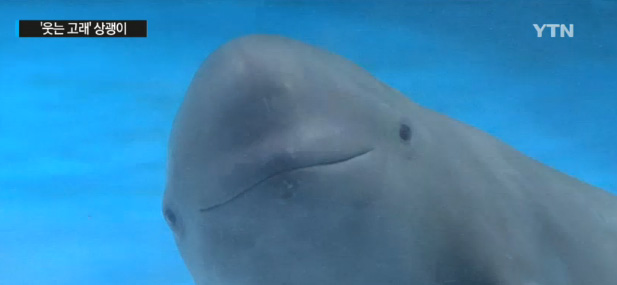 한반도의 토종 돌고래 상괭이 | 인스티즈