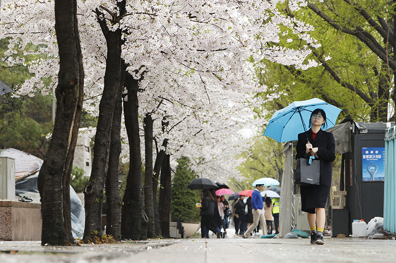 서울 영등포구 KB국민은행 앞 도로에서 한 시민이 우산을 쓴 채 만개한 벚꽃을 보며 걷고 있다. (자료사진)
