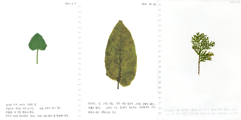 허윤희 작가는 미국의 시인이자 철학가 헨리 데이비드 소로의 수필 ‘가을의 빛깔들’에서 영감을 얻어 ‘나뭇잎 일기’라는 작업을 2008년부터 진행해 왔다. 이같은 작업은 1200여장이 넘는다.