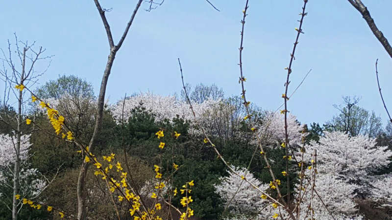 2018년 4월7일 안산 단안구 곳곳에 벚꽃과 개나리꽃이 활짝 폈다.
