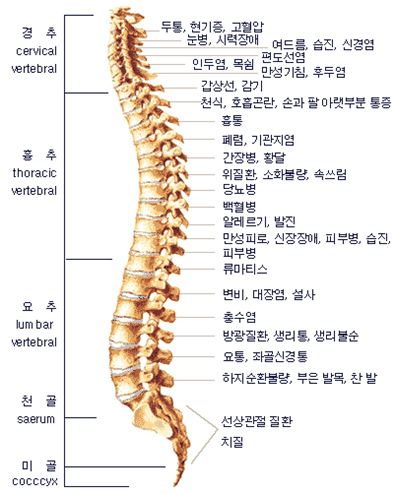 천추 건강과 관련된 근골격계 질환