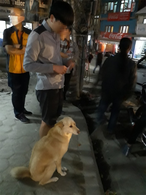 네팔 포카라에서 여행객 옆에 앉은 채 차도의 차가 지나가길 기다리는 개.