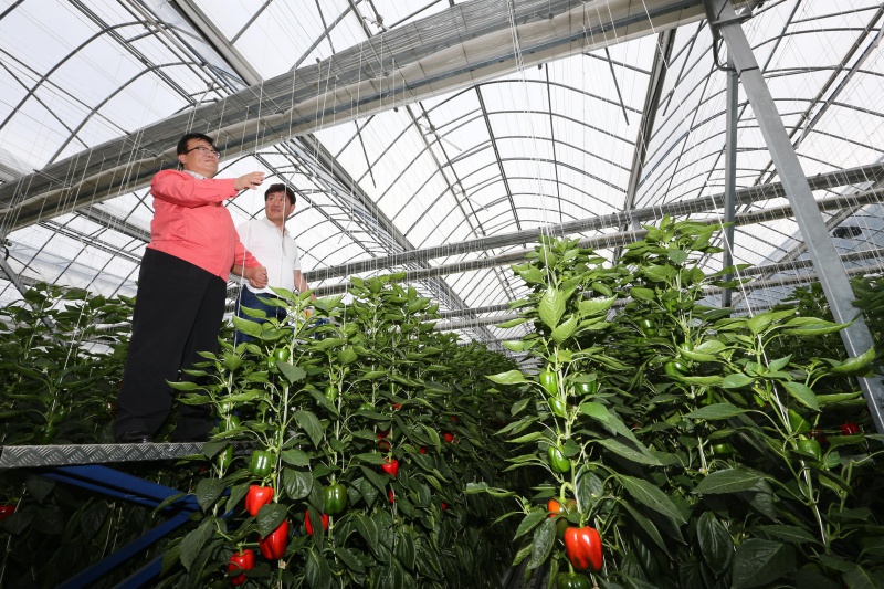 이동필 농림축산식품부 장관이 경남 합천군 가야면 스마트팜 파프리카 재배농가 '꿈의 농장'을 찾아 파프리카 재배 시설을 둘러보고 있다. (자료사진)