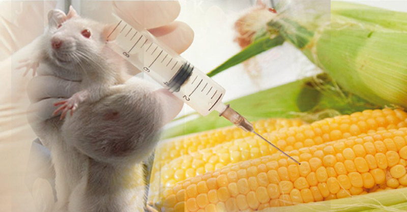 2년 동안 GMO 옥수수를 먹은 실험용 쥐가 복부 부위에 암이 생겼다. (자료사진)
