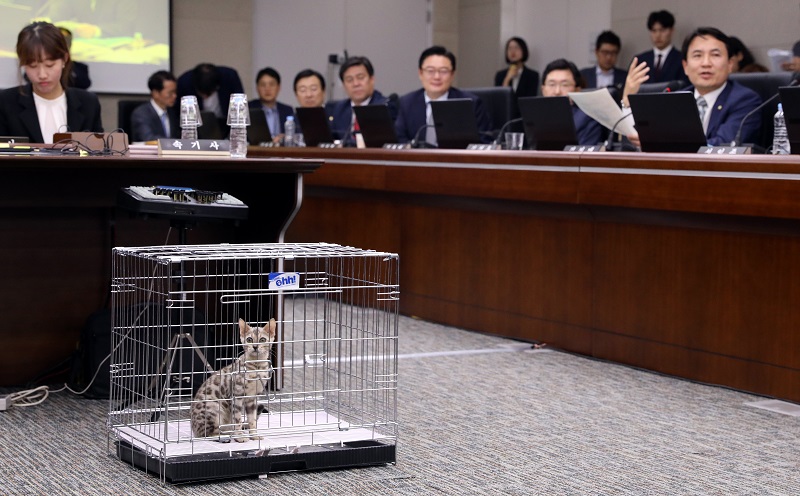 지난 10일 오전 정부세종청사에서 열린 국회 정무위원회의 국무조정실과 국무총리비서실에 대한 국정감사에 퓨마를 닮은 '벵갈고양이'가 등장했다. 이날 자유한국당 김진태 의원은 지난달 18일 대전동물원에서 탈출한 '퓨마 사태'에 대한 과잉 대응을 지적했다.
