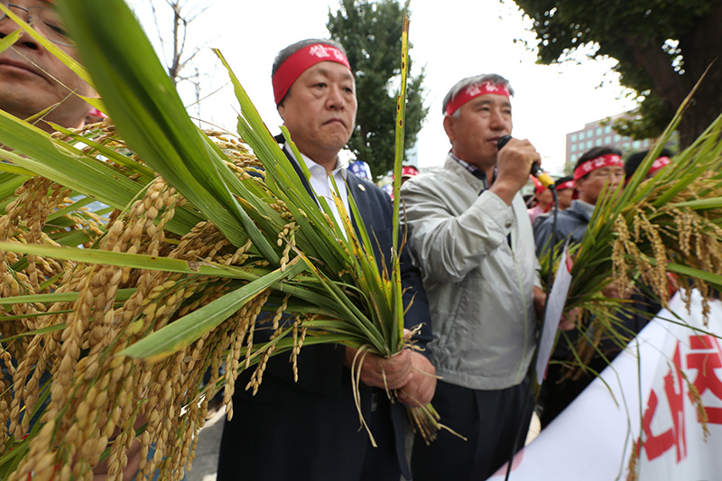 한국쌀전업농중앙연합회 회원들이 서울 여의도 KB국민은행 앞에서 열린 2016 수확기 쌀 대책 촉구 기자회견에서 쌀 가격 안정대책 마련 및 쌀 생산 농업인 생존권 보장, 그리고 쌀 수급조절을 위한 2017년도 예산수립을 촉구하며 손피켓과 벼를 들고 있다.