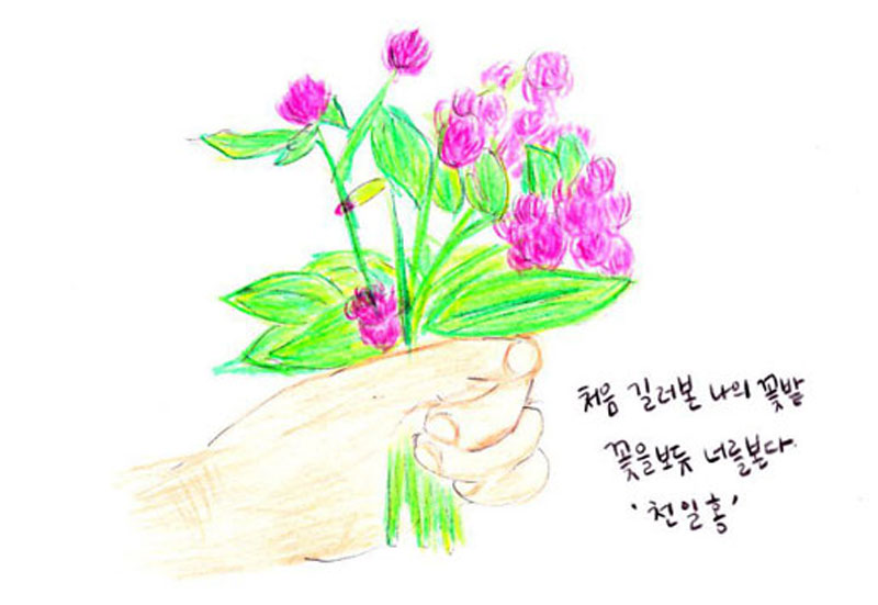 천일홍