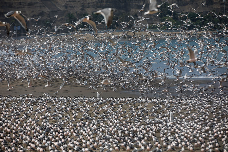 2020 년 3 월 24 일 페루의 리마에 있는 해변가에 수천 마리의 새들이 모여든다. 코로나19로 인해 사람이 사라진 빈 해안은 새들의 차지가 됐다.