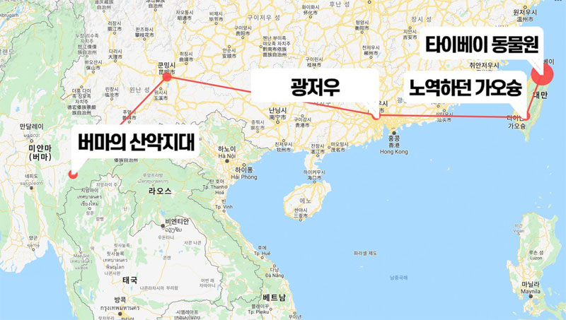 버마에서 대만으로 이어진 코끼리 린왕의 여정