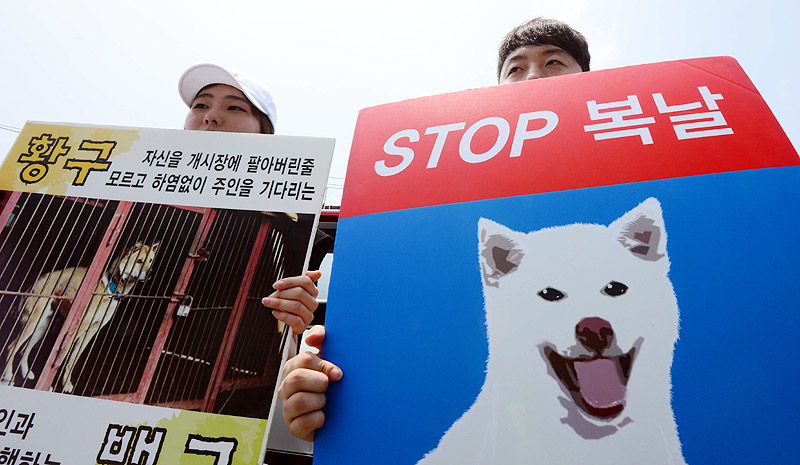 지난 2017년 7월 초복을 앞두고 구포 가축시장에서 동물보호단체의 규탄 시위가 열리고 있다.