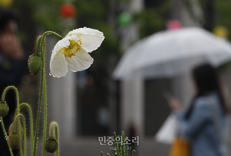 비가 내리는 서울 광화문광장 화단에 핀 꽃이 빗방울을 머금고 있다.