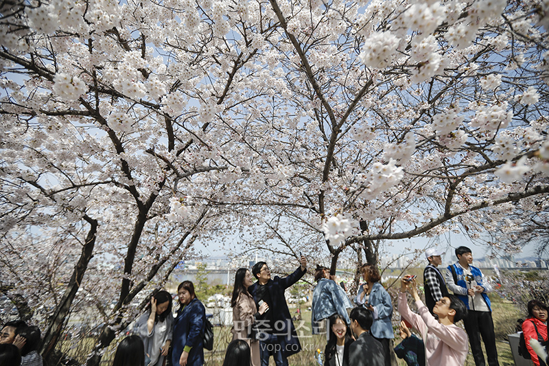 완연한 봄날씨를 보인 7일 오후 서울 여의도 윤중로 일대에서 열린 벚꽃축제를 찾은 시민들이 봄의 정취를 만끽하고 있다.