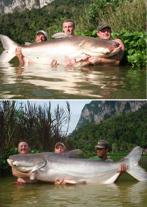118kg 괴물메기 발견돼...속속발견되는 대형 괴물메기 - 민중의소리