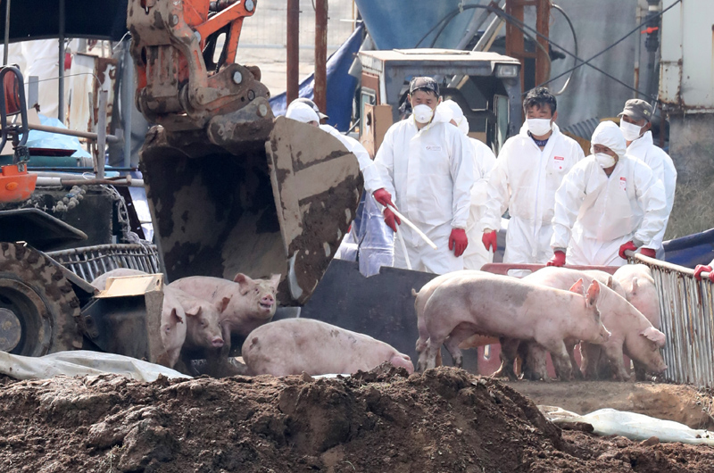아프리카돼지열병 양성판정이 내려진 인천시 강화군 붙은면 소재 한 돼지농장에서 방역당국 관계자들이 돼지를 구덩이에 밀어 넣고 있다.
