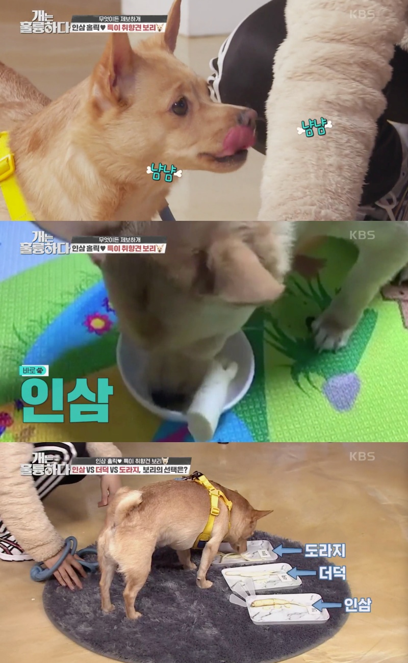 KBS 2TV '개는 훌륭하다' 방송 갈무리.