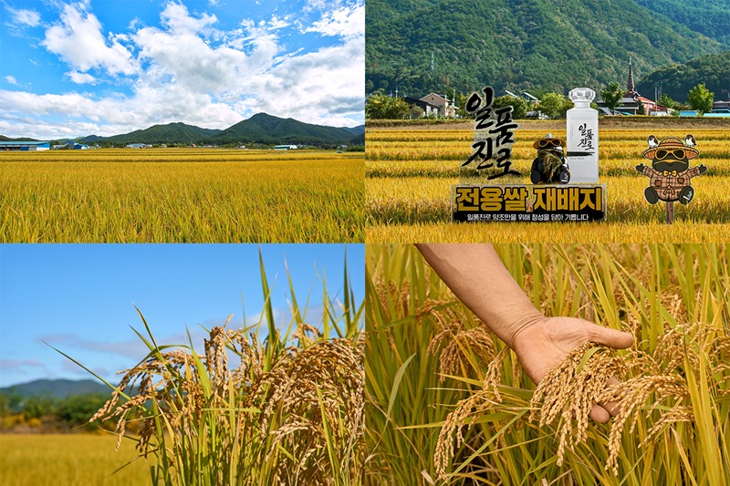 하이트진로, 최적의 양조 전용쌀 ‘일품진로쌀’ 시험재배 완료