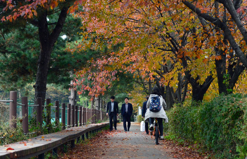 서울 양재 시민의 숲에서 시민들이 산책을 하고 있다. (자료 사진)