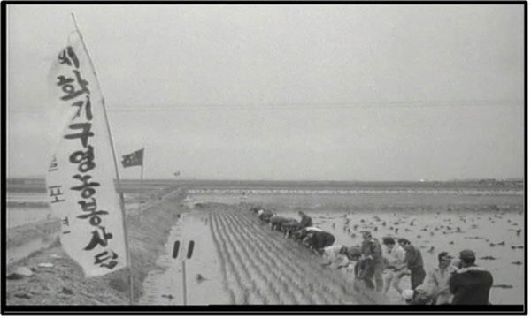전북 부안 간척지 계화도에서 첫 모내기 하는 장면. (동영상)1978년