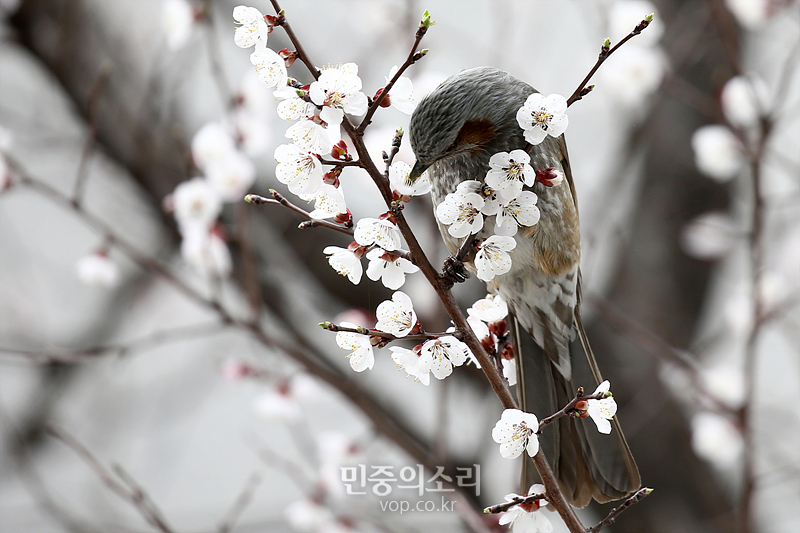 26일 서울 종로구 거리에 핀 매화나무에서 직박구리가 꽃을 따먹고 있다. 2020.03.26