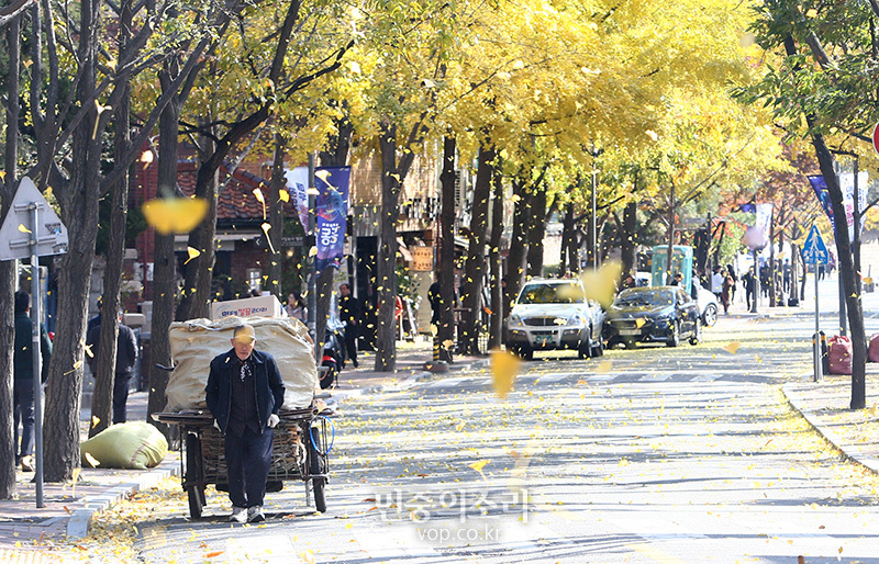 서울 중구 정동길에서 한 어르신이 폐지 담은 리어카 끌고 이동하는 길에 은행나무 낙엽이 바람에 날리고 있다.
