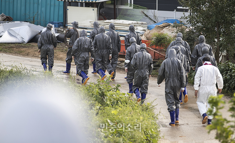 돼지인력 이미지