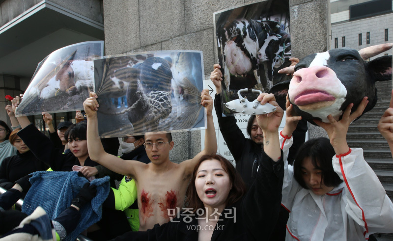 디엑트 액션 에브리웨어(DxE, 직접행동 어디서나) 활동가들이 14일 오후 서울 광화문 세종문화회관 계단에서 착유당하는 동물을 위한 ‘피로 물든 가슴’ 상의 탈의 퍼포먼스을 펼치고 있다. 이들은 발렌타인데이를 타겟으로 초콜렛을 포함한 각종 제품에 쓰이는 유제품의 포장지 속에 감추어진 착유당하는 동물들의 끔찍한 현실을 직접 가시화 했다고 밝혔다. 2020.2.14
