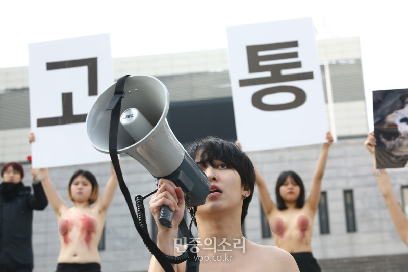 디엑트 액션 에브리웨어(DxE, 직접행동 어디서나) 활동가들이 14일 오후 서울 광화문 세종문화회관 계단에서 착유당하는 동물을 위한 ‘피로 물든 가슴’ 상의 탈의 퍼포먼스을 펼치고 있다. 이들은 발렌타인데이를 타겟으로 초콜렛을 포함한 각종 제품에 쓰이는 유제품의 포장지 속에 감추어진 착유당하는 동물들의 끔찍한 현실을 직접 가시화 했다고 밝혔다. 2020.2.14