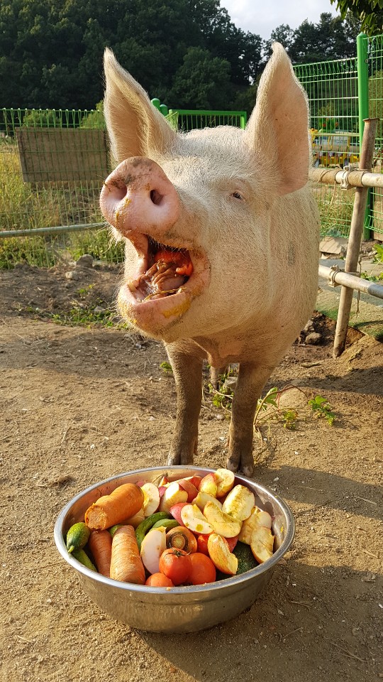지난 9월 28일 저녁을 먹는 새벽이. 사과와 배의 경우 씨앗이 장에 박힐 수 있어 가운데 부분을 잘라줘야 한다. 잘라낸 부분은 옆집에 사는 닭과 오리가 먹는다.