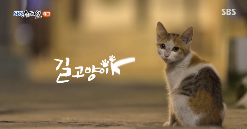 06033845_cat.jpg