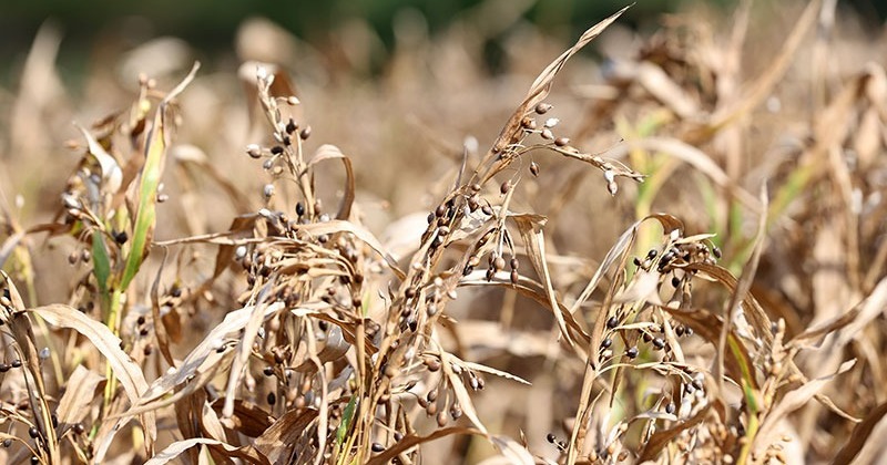 [길벗 칼럼] 일상 속 한약재 이야기 ①  :  의이인(율무) 사진