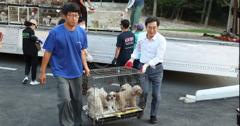경기도, 번식장 구출 강아지 돌봐줄 자원봉사자 모집